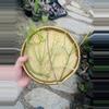 plant/5 pc. Rhipsalis Cutting Bag-0-thumbnail