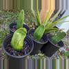 plant/Prickly Pear w/ No Spines-0-thumbnail
