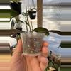 plant/Hoya benchaii-2-thumbnail