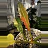plant/Ring of Fire-1-thumbnail