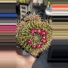 plant/Mammilaria compressa centralifera-2-thumbnail
