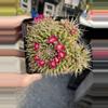 plant/Mammilaria compressa centralifera-0-thumbnail