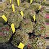 plant/Mammilaria compressa centralifera-3-thumbnail
