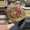 plant/Mammilaria compressa centralifera-1-thumbnail