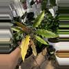 plant/Ring of Fire-0-thumbnail