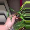 plant/Shangri La Epipremnum Pothos-1-thumbnail