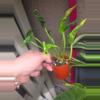 plant/Shangri La Epipremnum Pothos-0-thumbnail