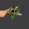 plant/Hoya Macrophylla Albomarginata-0-thumbnail