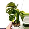 plant/TRI AUREA monstera-1-thumbnail