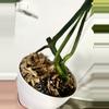 plant/TRI AUREA monstera-2-thumbnail