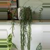 plant/Hoya Linearis - Fresh Cuttings-0-thumbnail