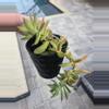 plant/Succulents-0-thumbnail