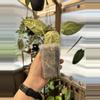 plant/4” Anthurium SKG Grey-1-thumbnail