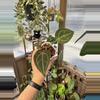 plant/4” Anthurium Crystal Mag x Zara-0-thumbnail