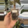 plant/3” Anthurium pap x pap-1-thumbnail