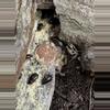 plant/Feeder roaches - little Kenyans 50 count-0-thumbnail