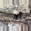plant/Feeder roaches - little Kenyans 50 count-1-thumbnail