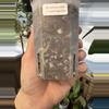 plant/4” Anthurium Crystal Mag x Zara-1-thumbnail