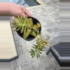 plant/Succulents-1-thumbnail