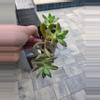 plant/Succulents-3-thumbnail