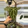 plant/4” Anthurium SKG Grey-0-thumbnail