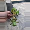 plant/Succulents-2-thumbnail
