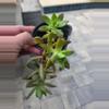 plant/Succulents-4-thumbnail