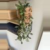 plant/Hoya Lacunosa Louisa Silver - Fresh Cuttings-0-thumbnail