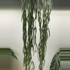 plant/Hoya Linearis - Fresh Cuttings-1-thumbnail