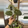 plant/3” Anthurium pap x pap-0-thumbnail