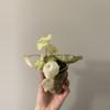 plant/Variegated Begonia Rogue-0-thumbnail