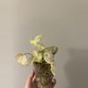 plant/Variegated Begonia Rogue-1-thumbnail