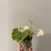 plant/Variegated Begonia Rogue-2-thumbnail