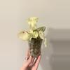 plant/Variegated Begonia Rogue-3-thumbnail