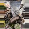 plant/Reel Rootz Cactus Medium-0-thumbnail