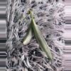 plant/Hoya Lapin Albo - fresh cutting - rare-2-thumbnail