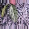 plant/Hoya Campanulata silver - fresh cutting - rare-1-thumbnail