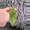plant/Hoya SP Gorontalo fresh cutting - very rare-1-thumbnail