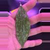 plant/Hoya SP Gorontalo fresh cutting - very rare-2-thumbnail