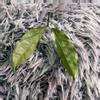 plant/Hoya Campanulata silver - fresh cutting - rare-5-thumbnail