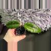 plant/Hoya SP Bur Senubung “Opop” - rooted cutting-2-thumbnail