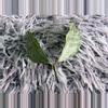 plant/Hoya Campanulata silver - fresh cutting - rare-4-thumbnail