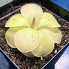 plant/Pinguicula Moranensis-0-thumbnail