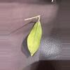 plant/Hoya SP Gorontalo fresh cutting - very rare-3-thumbnail