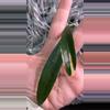plant/Hoya Lapin Albo - fresh cutting - rare-0-thumbnail