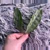 plant/Hoya Campanulata silver - fresh cutting - rare-2-thumbnail