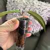 plant/Hoya SP Bur Senubung “Opop” - rooted cutting-6-thumbnail