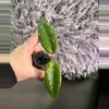 plant/Hoya SP Bur Senubung “Opop” - rooted cutting-4-thumbnail
