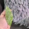 plant/Hoya SP Gorontalo fresh cutting - very rare-0-thumbnail