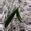 plant/Hoya Lapin Albo - fresh cutting - rare-1-thumbnail
